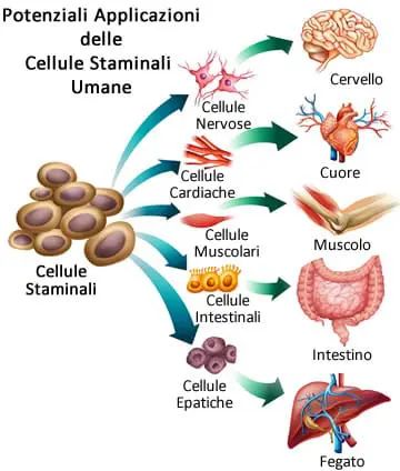 Immagine grafica rappresentativa delle cellule staminali nei diversi organi
