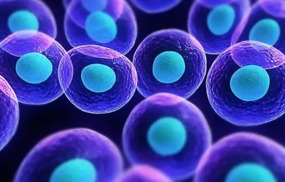 Cellule Staminali 2 Immagine grafica rappresentativa di cellule staminali small