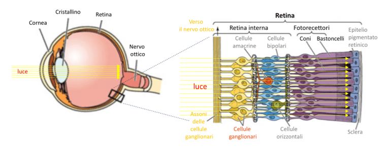 Immagine schemata del percorso della luce sul nervo ottico